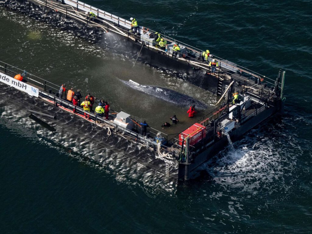 Wal Timmy/Hope in seiner Rettungsbarge auf dem Weg in die freiheit